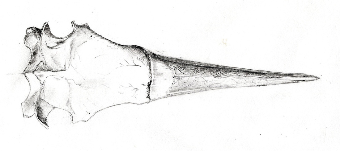 Morus serrator skull, Pencil drawing by Geoffrey Roche, Gilberd Marriott Gallery, Wellington, New Zealand fine arts