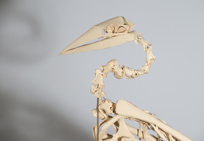 Geoffrey Roche - Morus Serrator paper skeleton detail. Photo: James Gilberd, Gilberd Marriott Gallery Wellington New Zealand, NZ fine arts
