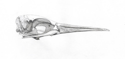 Geoffrey Roche: Morus Serrator skull, pencil drawing, Gilberd Marriott Gallery Wellington New Zealand 2015