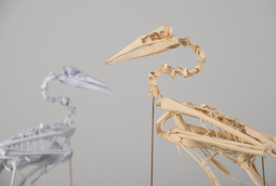 The Morus Serrator Project, Geoffrey Roche, Australasian gannet skeleton maquette, New Zealand multi media fine artist, Gilberd Marriott Gallery Wellington NZ,